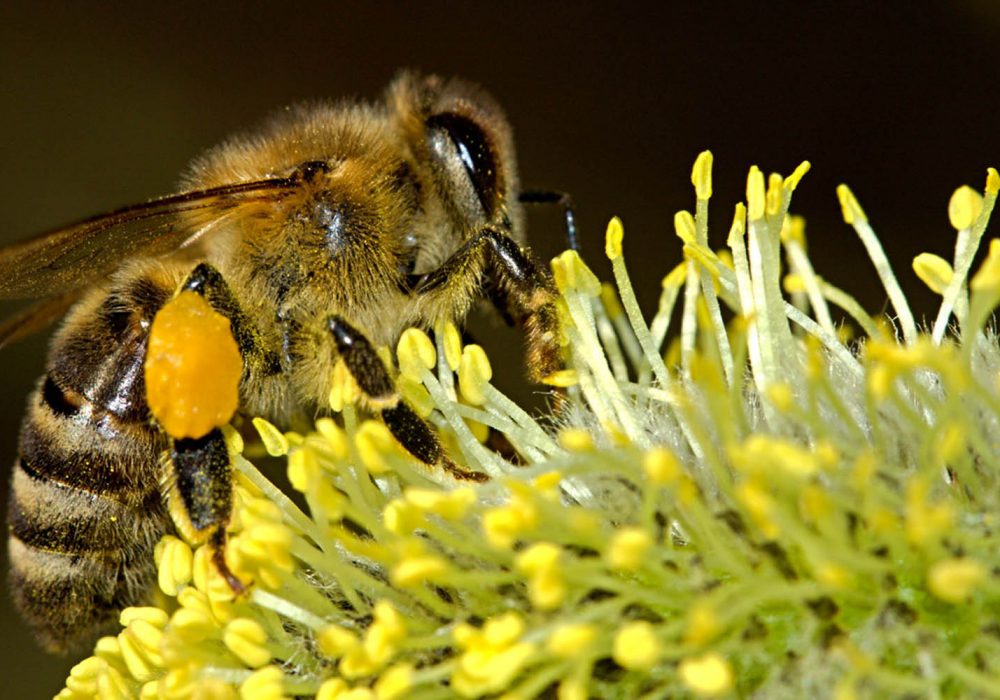 pyłek pszczeli jest bardzo ważnym pokarmem dla pszczół