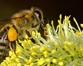 pyłek pszczeli jest bardzo ważnym pokarmem dla pszczół