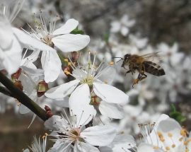 pszczoły zbierają nektar ałycza mirabelka pszczoły i my pasieka