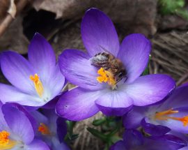 w czasie wiosennych dni pszczoły zbierają nektar i pyłek z krokusów oraz wierzby