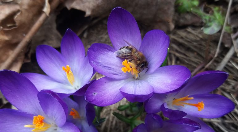 w czasie wiosennych dni pszczoły zbierają nektar i pyłek z krokusów oraz wierzby