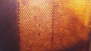 pszczela węza zdjęcie wykonane w pasiece pszczoły i my