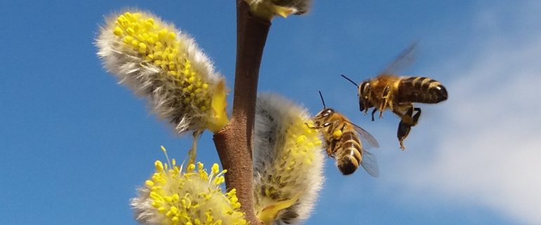 Jak pomóc pszczołom? Pozostaw wierzby pszczołom