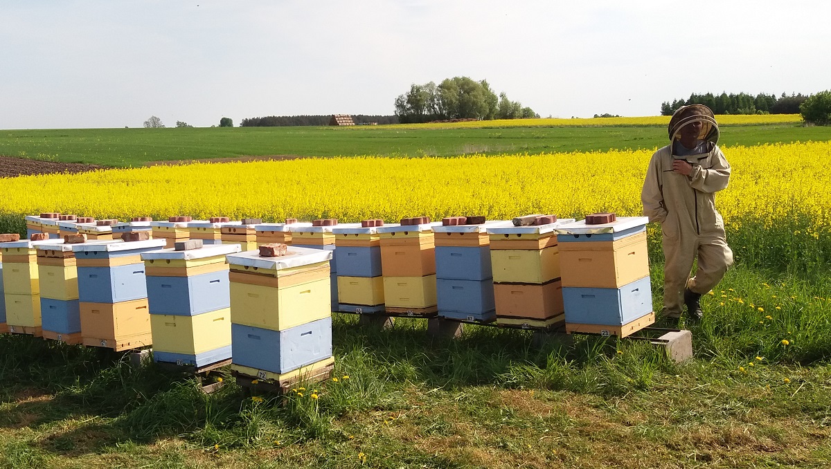 Pasieka Pszczoły i My miód rzepakowy pszczoły