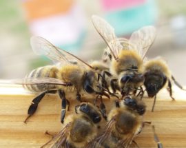 Co dalej z pszczołami? Naukowcy chcą zastąpić je w produkcji miodu