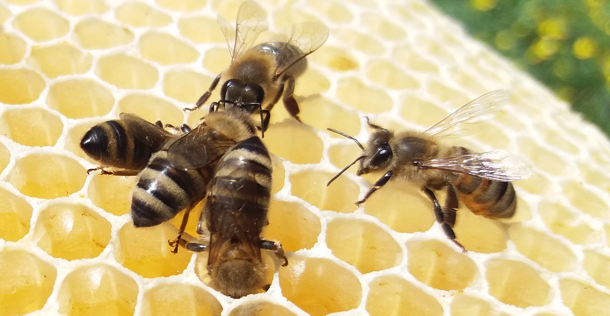 Pszczoły i My - pasieka rzemieślnicza wytwarzająca ziołomiody