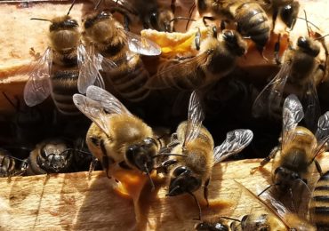 Co robią pszczoły w lutym