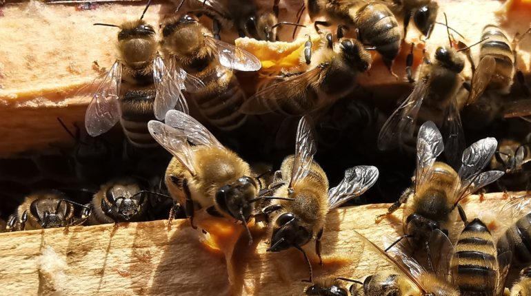 Co robią pszczoły w lutym