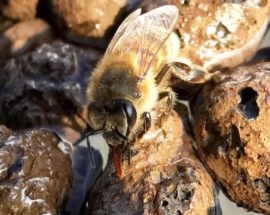 Jak wielką rolę w życiu pszczół odgrywa woda?