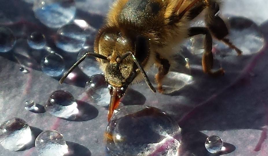 woda w życiu pszczół, pobieranie wody przez pszczołę robotnicę