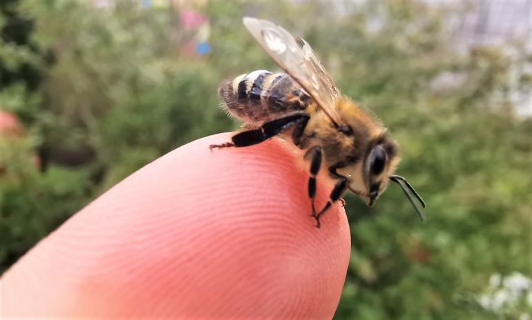 Pszczoły są w stanie wykryć wirus Sars-CoV-2