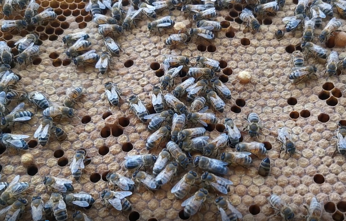 Ramka pszczela z robotnicami i czerwiem