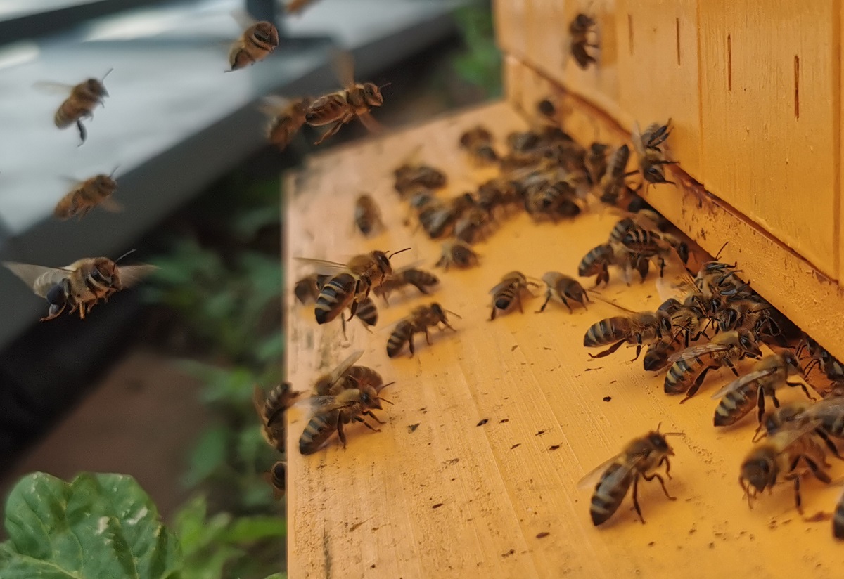 Jest kilka żródeł uzyskania pszczół do swojej pasieki
