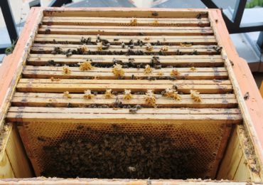 Skąd wziąć pszczoły jeśli chcemy założyć pasiekę?