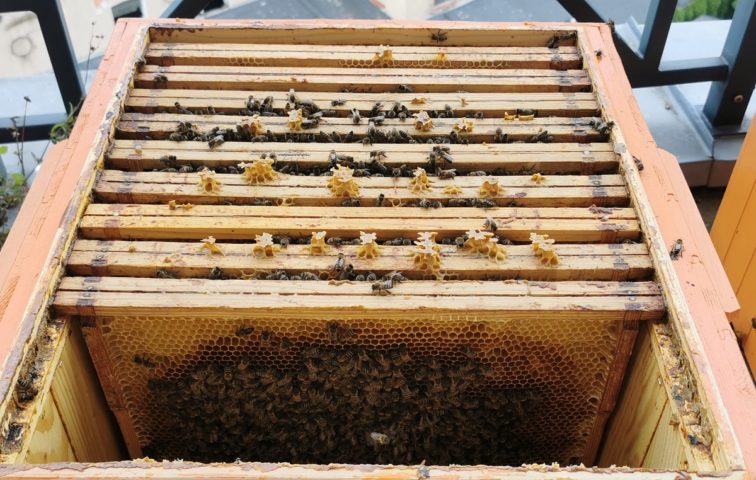Skąd wziąć pszczoły jeśli chcemy założyć pasiekę?