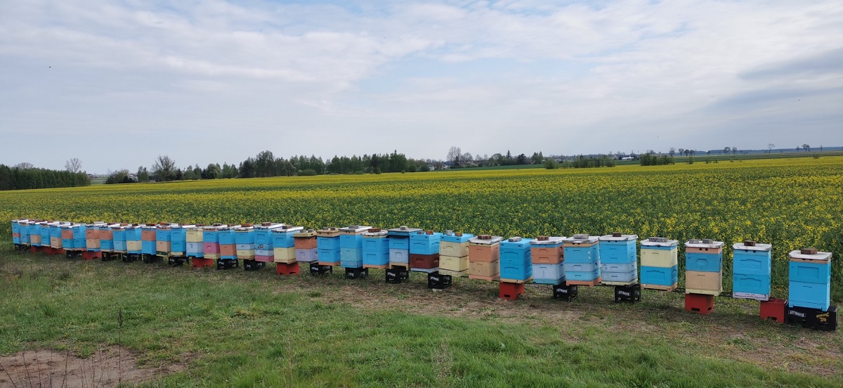 Pszczoły są bezpieczne na plantacjach, dzięki dużej świadomości rolników