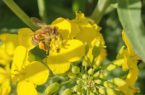 Pszczoła z pyłkiem na kwiatach rzepaku