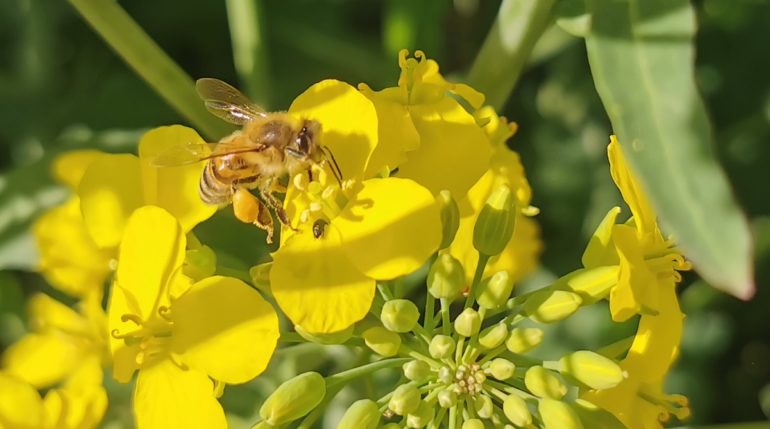 Pszczoła z pyłkiem na kwiatach rzepaku