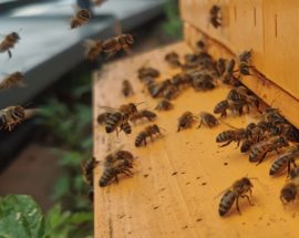 rolnictwo bez pszczół pomarańczowy ul i pszczoły