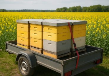 ule na przyczepie pasieka wędrowna
