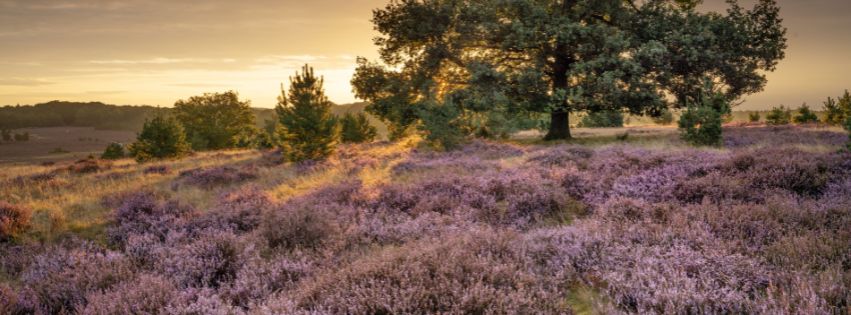 jak powstaje miód wrzosowy