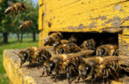 AI pszczoły przed ulem gotowe do bronienia rodziny
