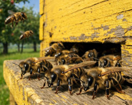 AI pszczoły przed ulem gotowe do bronienia rodziny