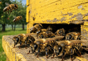 AI pszczoły przed ulem gotowe do bronienia rodziny