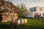Likwidacja pasieki grozi pszczelarzom napływowi z miast zaskarżają do sądów