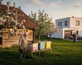 Likwidacja pasieki grozi pszczelarzom napływowi z miast zaskarżają do sądów