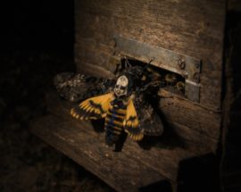 zmierzchnica trupia głowka motyl nocny