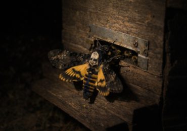 zmierzchnica trupia głowka motyl nocny