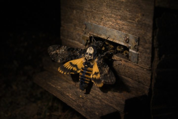 zmierzchnica trupia głowka motyl nocny